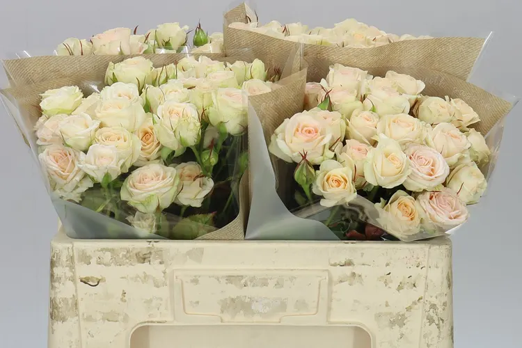 Rosa Tr Pinky Promise 50 cm
