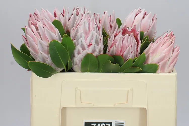 Protea Cynaroides 50 cm
