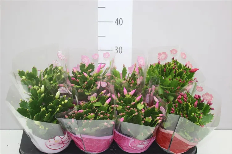 Schlumbergera mix črepník 13 cm