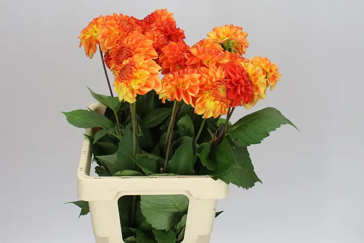 Georgína Tropical Summer 55 cm