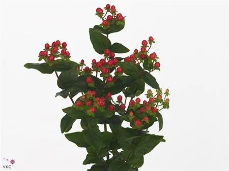 Hyperikum (Hypericum)