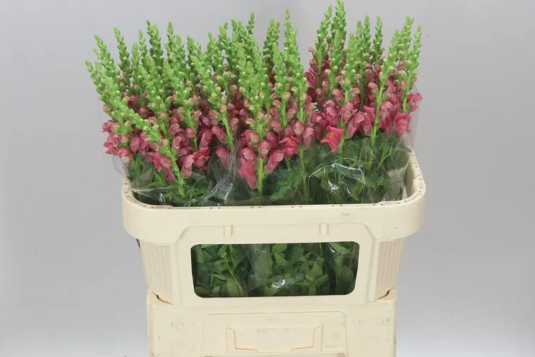 Papuľka Pink 75 cm