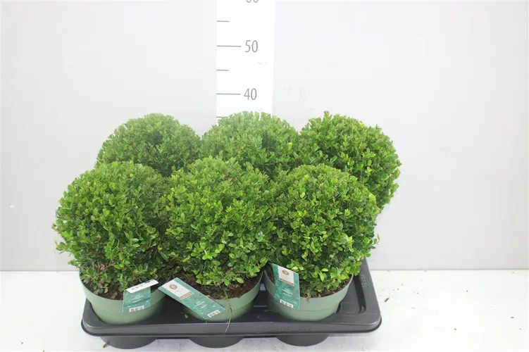 Ilex Crenata Jenny Bol črepník 17 cm
