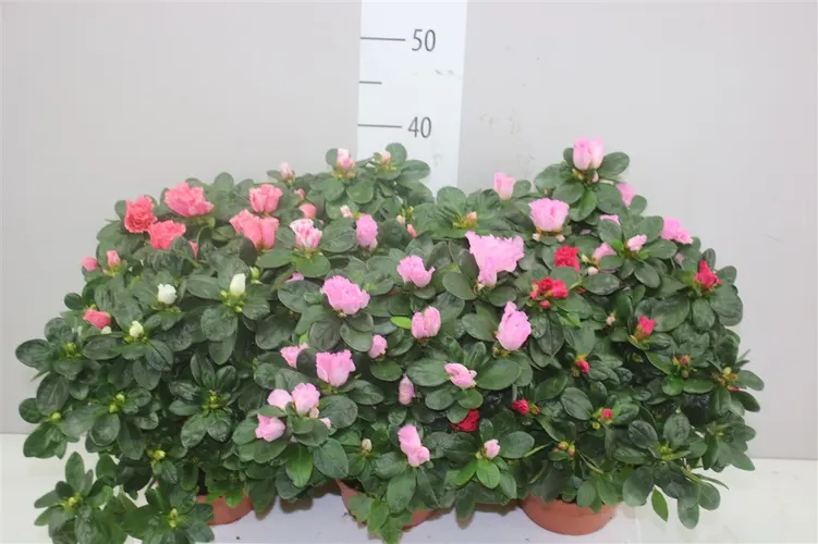 Rhododendron Si Gemengd črepník 14 cm