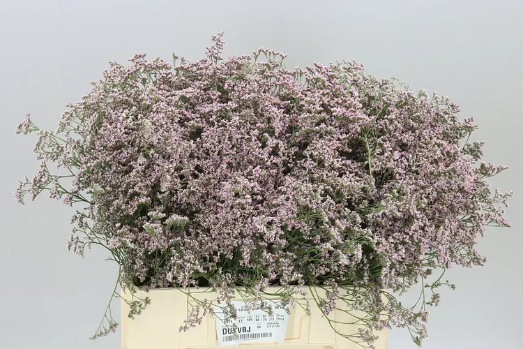 Limónium Saf Oshi Pink 60 cm