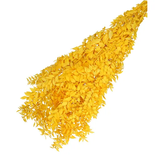Sušený kvet Ruscus žltá 65 cm