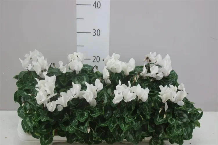 Cyklámen Super Allure biely črepník 10,5 cm