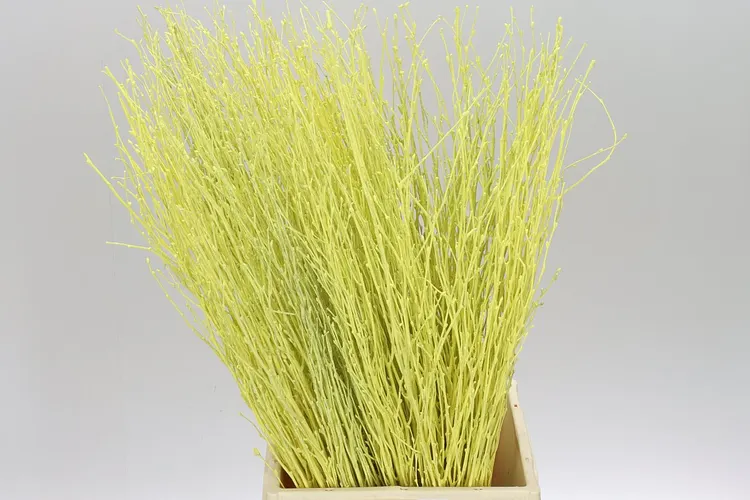 Berk Creme 70 cm