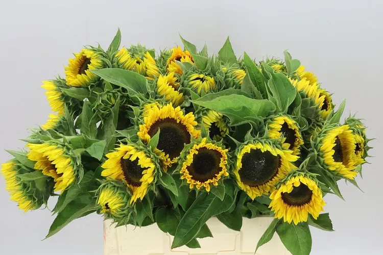 Helianthus A Sun Orange 60 cm