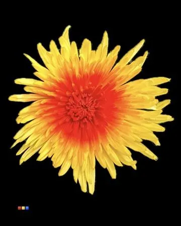 Chr G Ana Yellow + Red 70 cm