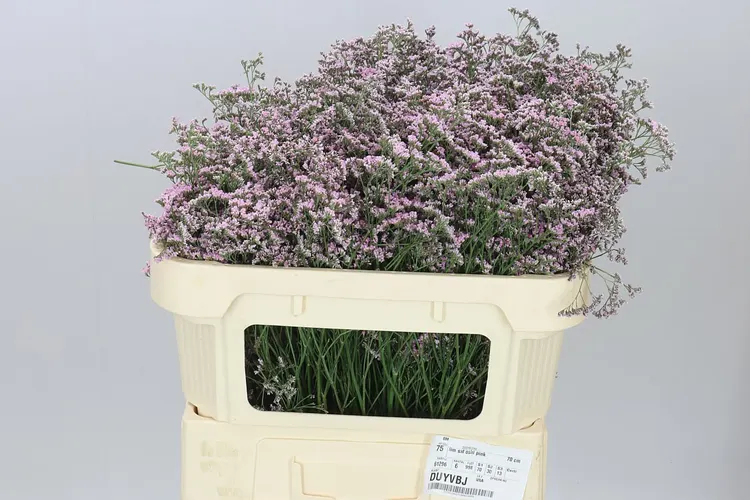 Limónium Saf Oshi Pink 70 cm
