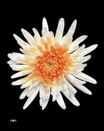 Chr G Ana White + Apricot 70 cm