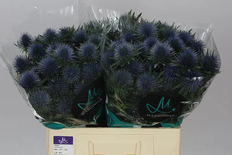 Eryngium Magnet 60 cm