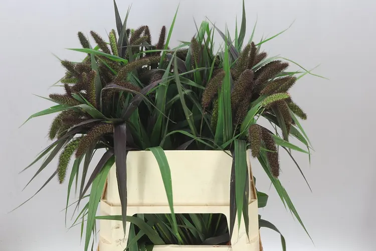Setaria It Red Jewel 80 cm