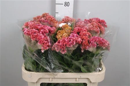 Celózia Fantasy Pink 72 cm