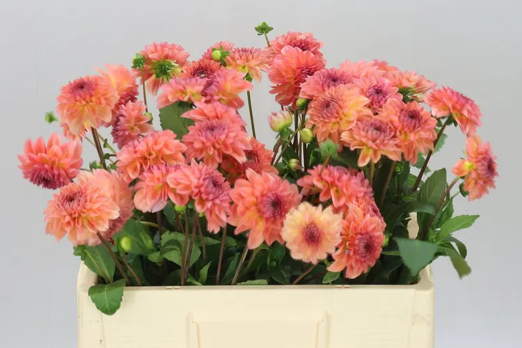 Dahlia Chanel 55 cm