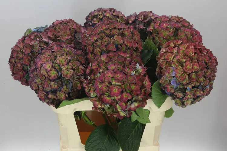 Hortenzia Anastasia Purple Classic 80 cm