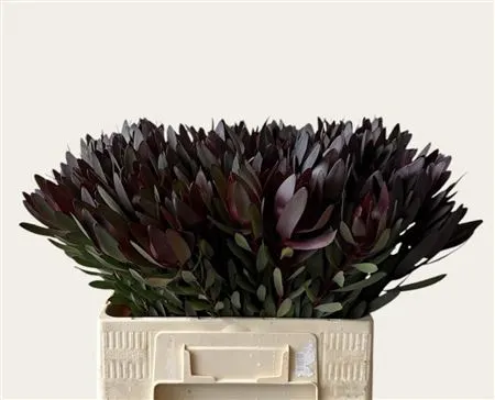 Leucadendron Safari Sunset 60 cm