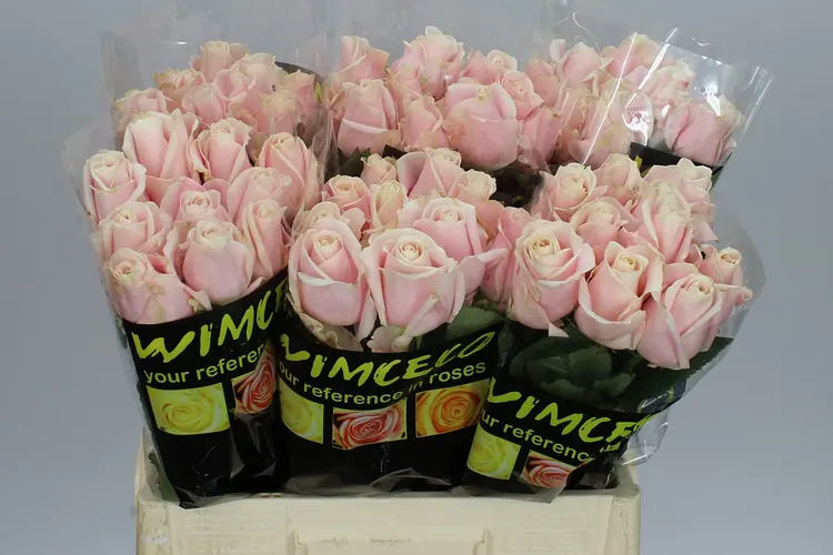 Rosa Gr Sweet Avalanche 60 cm