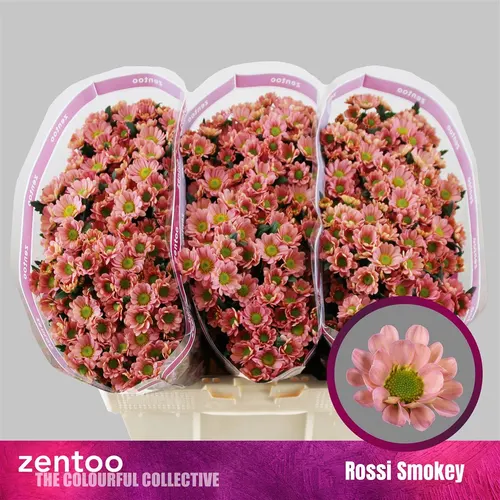 Chryzantéma santini Rossi Smokey 55 cm