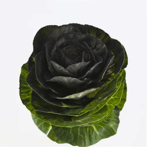 Brassica Powdered Black 60 cm