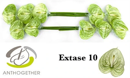 Antúrium Extase