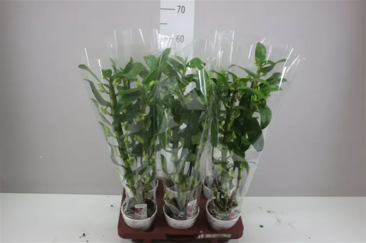 Dendrobium Nobilee Wit 2 Tak Ex črepník 12 cm