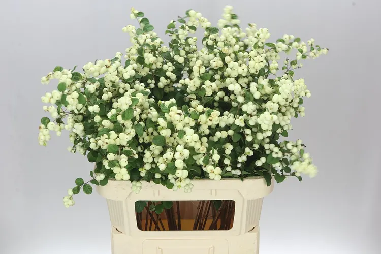 Symph Lemon Lime 80 cm