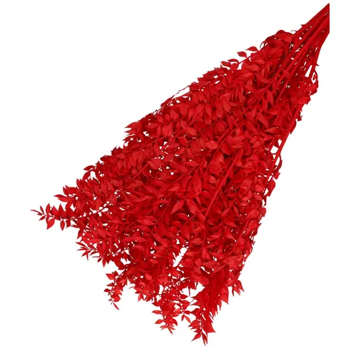 Sušený kvet Ruscus červená 65 cm