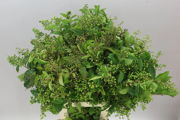 Ligustrum Ov Winter Jewel 80 cm