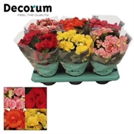 Begonia Du Mix črepník 14 cm