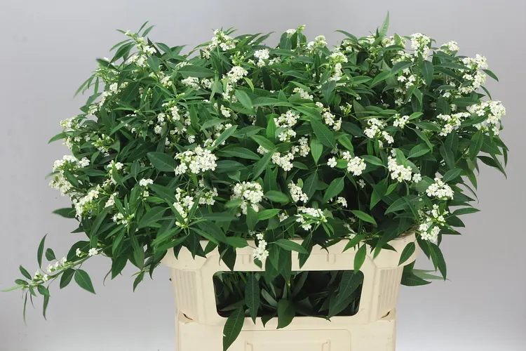 Euphorbia F T Quicksilver 75 cm