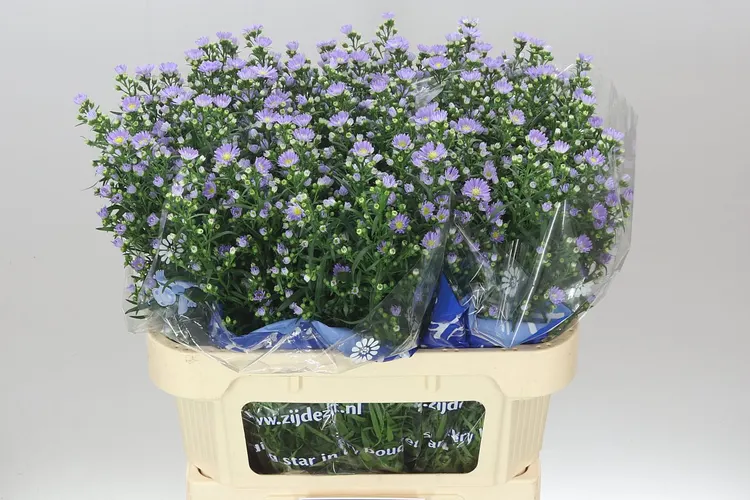 Aster Cassandra 75 cm