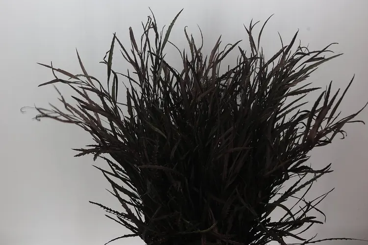 Grevilea Black 90 cm