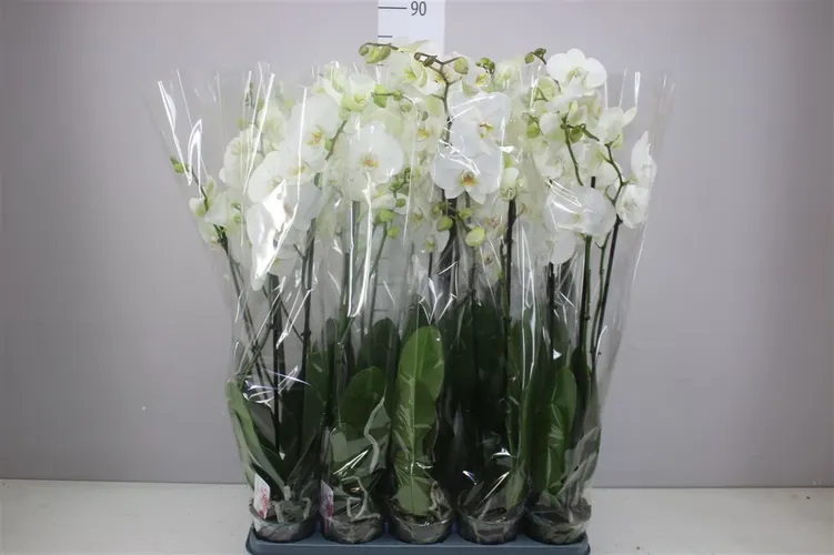 Orchidea Phalaenopsis biela Xl A2, 2 výhony črepník 12 cm