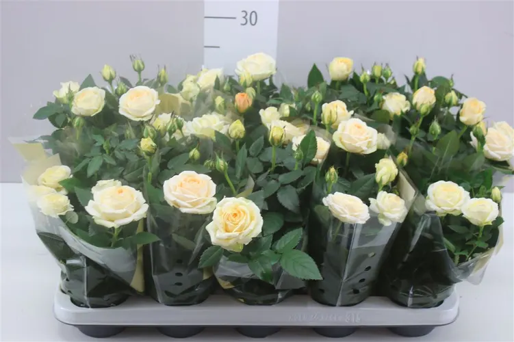 Ruža črepníková Grande Creme črepník 10,5 cm