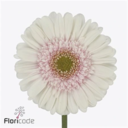 Gerbera Michelle
