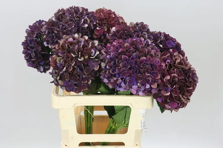 Hydrangea Ruby Aubergine Classic 60 cm