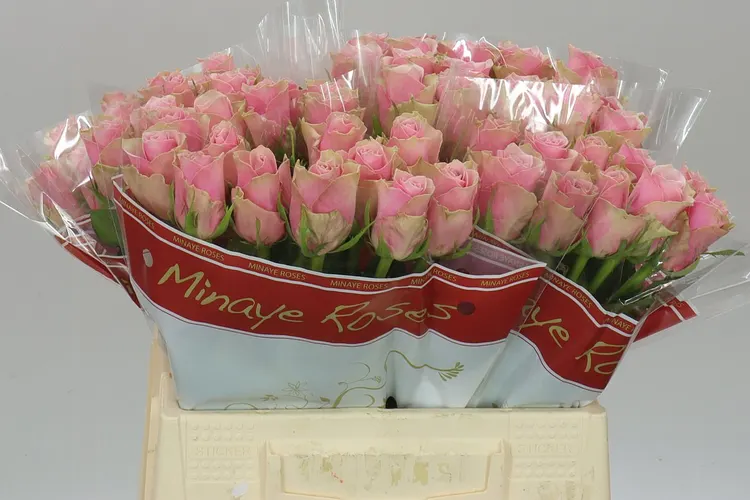 Ruža Athena Royale 40 cm