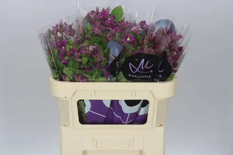 Clematis Amazing Kyiv 70 cm