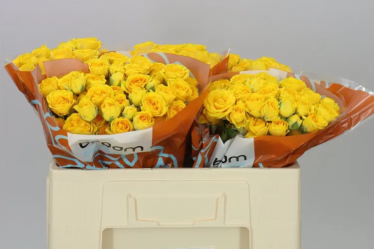 Rosa Tr Ramona 50 cm
