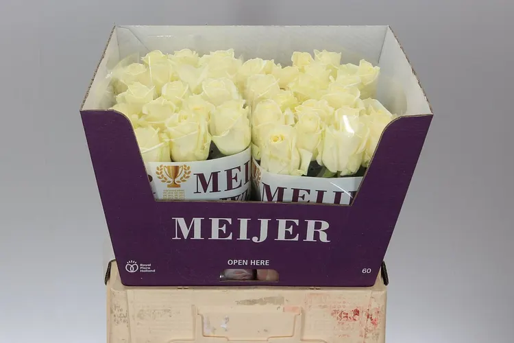 Rosa Gr Avalanche Meijer White 60 cm