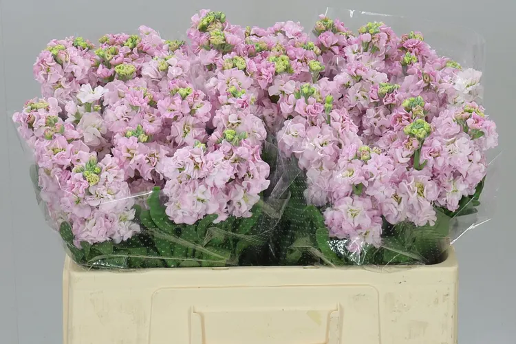 Matthiola Pale Pink 54 cm