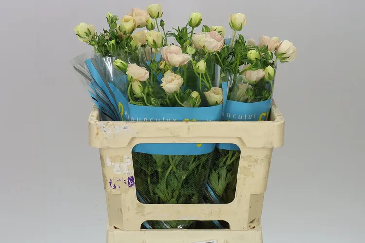 Ranuncul Butterfly Melissa 70 cm