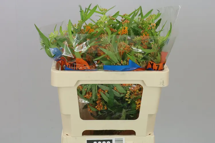 Asclepias Tuberosa 45 cm
