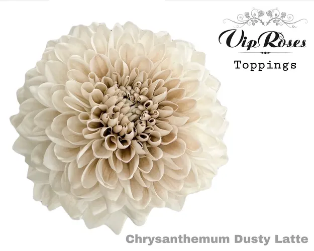 Chryzantéma veľkokvetá Dusty Latte 75 cm