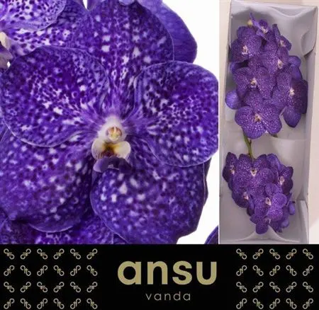 Vanda Tweed Blue