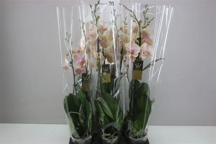 Phal Peaches 2 Tak črepník 12 cm