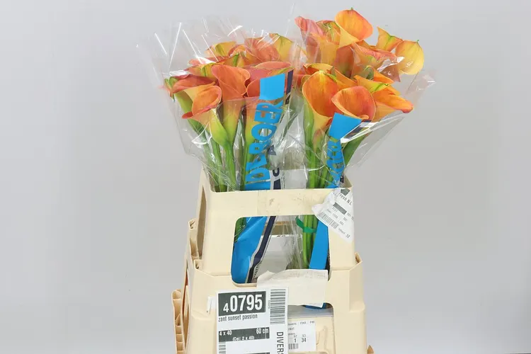 Kala Sunset Passion 60 cm