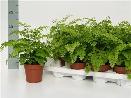 Adiantum Ra Fragrans črepník 12 cm